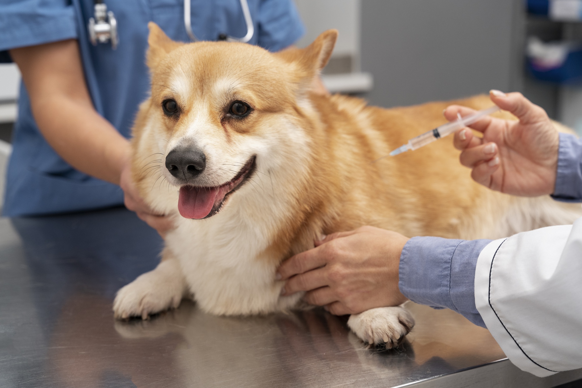 Veterinária aplicando vacina em cachorro